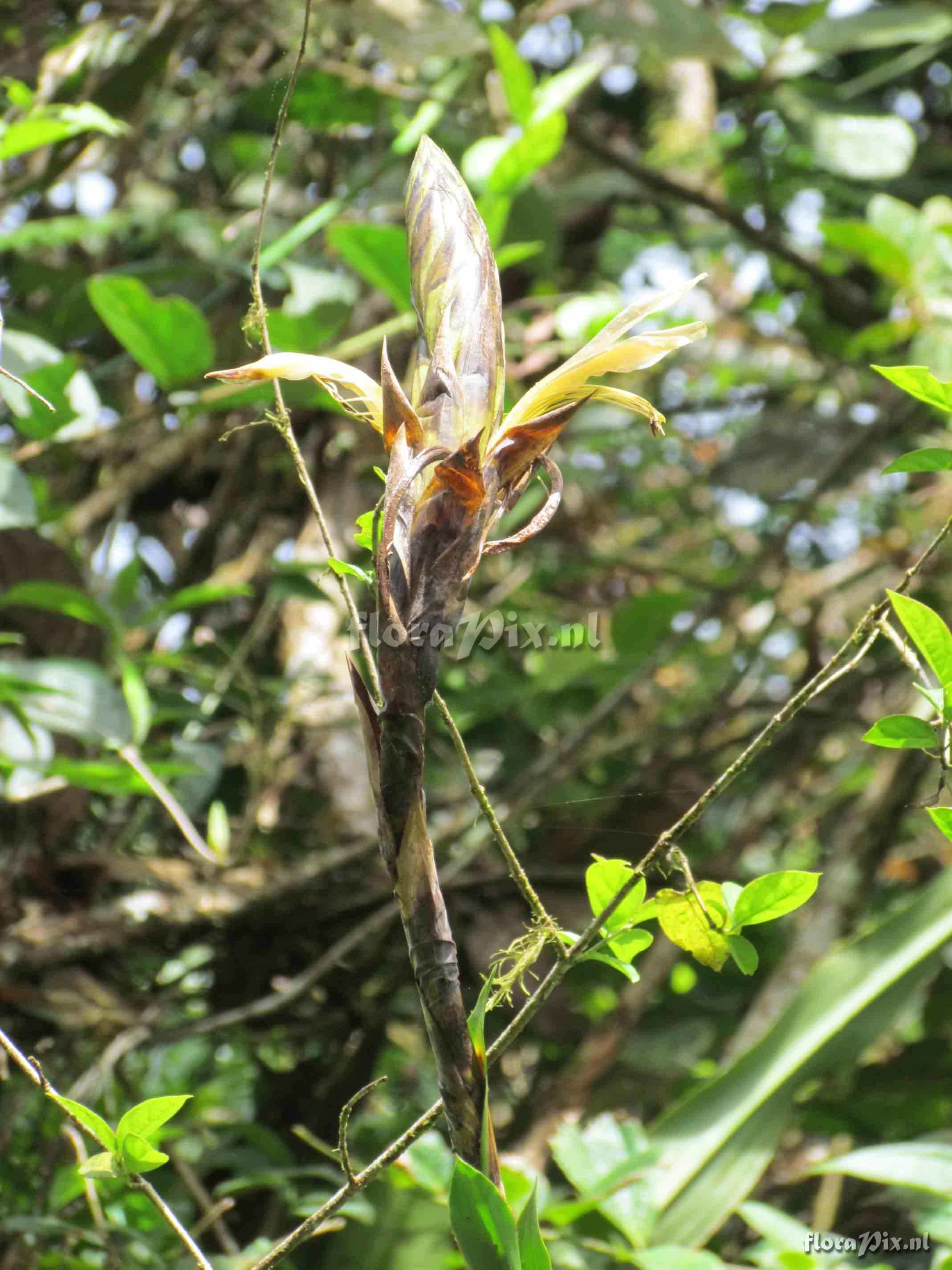 Pitcairnia brunnescens