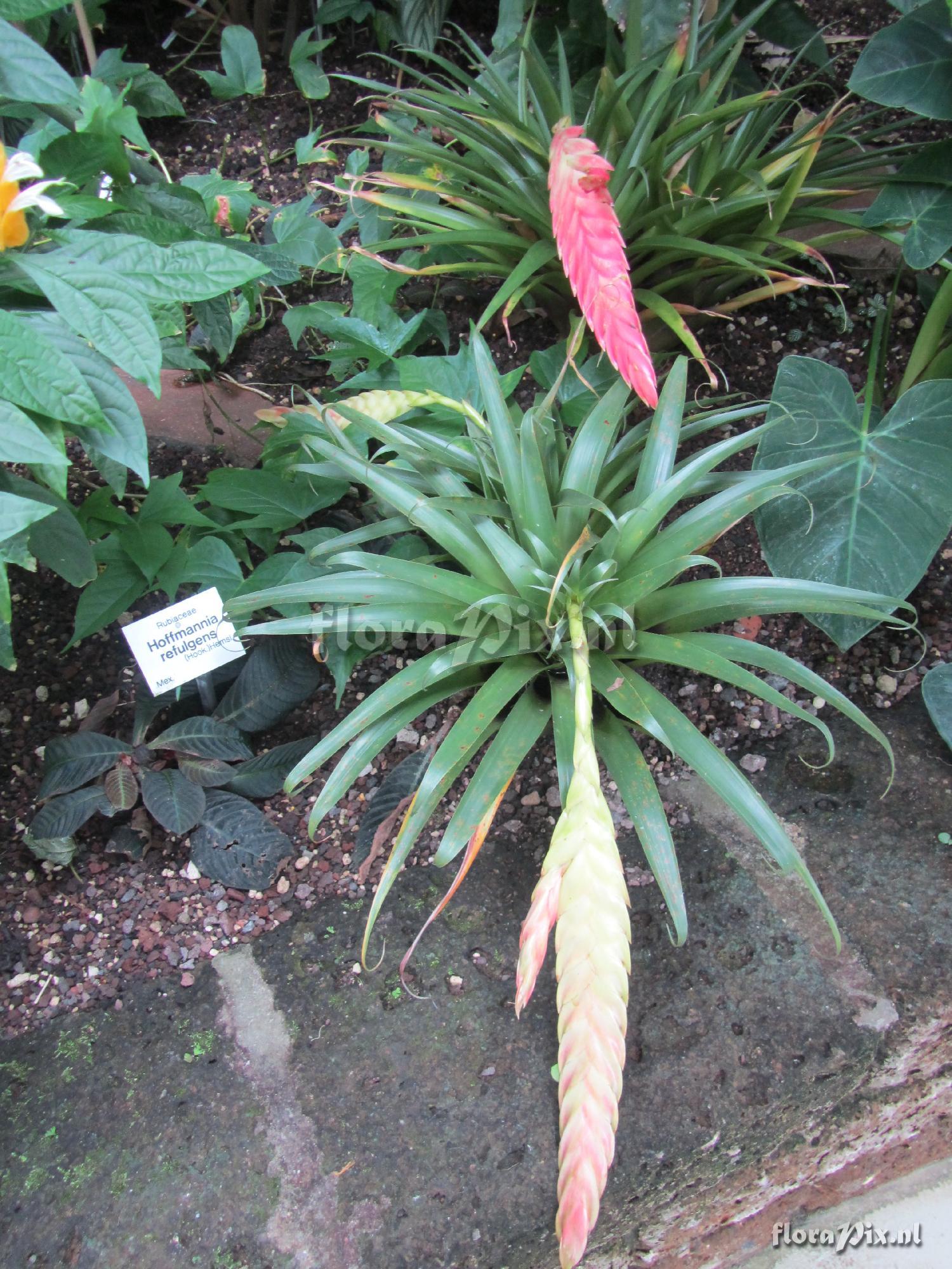 Tillandsia nervata?