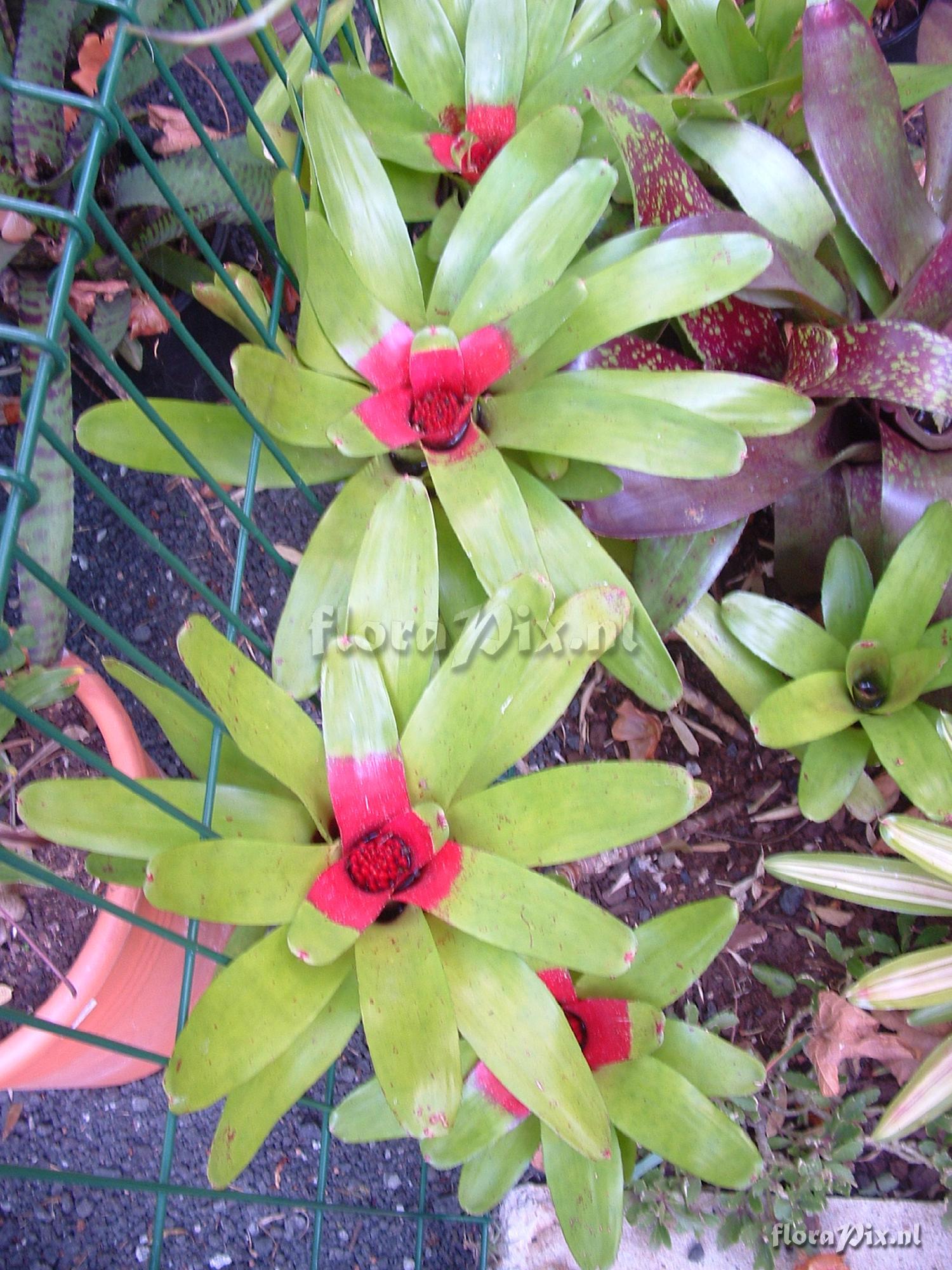 Neoregelia macwilliamsii