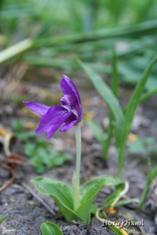 Roscoea tibetica 