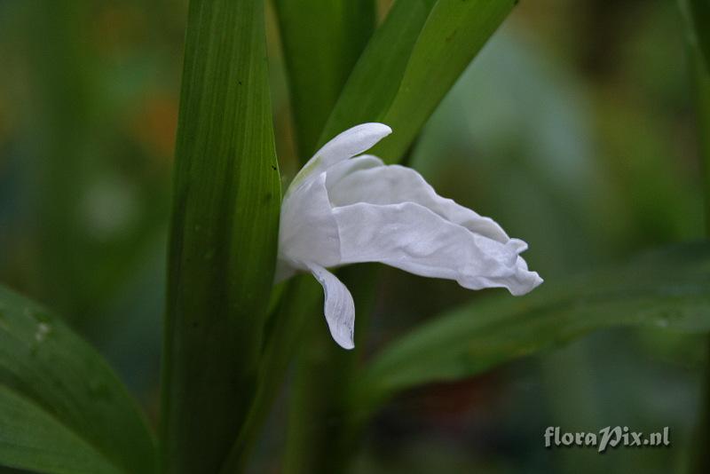 Roscoea nepalensis