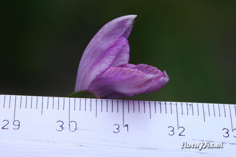 Roscoea kunmingensis var. kunmingensis