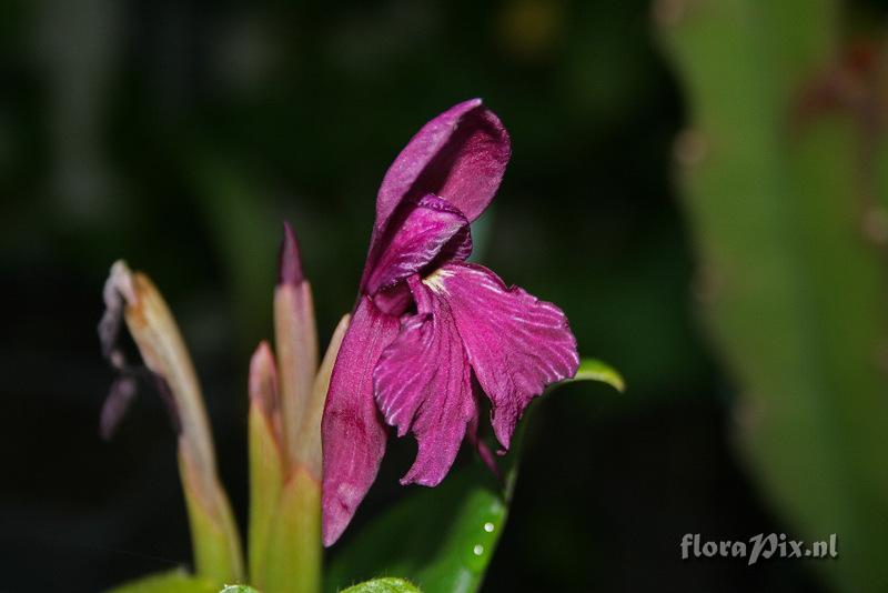 Roscoea wardii