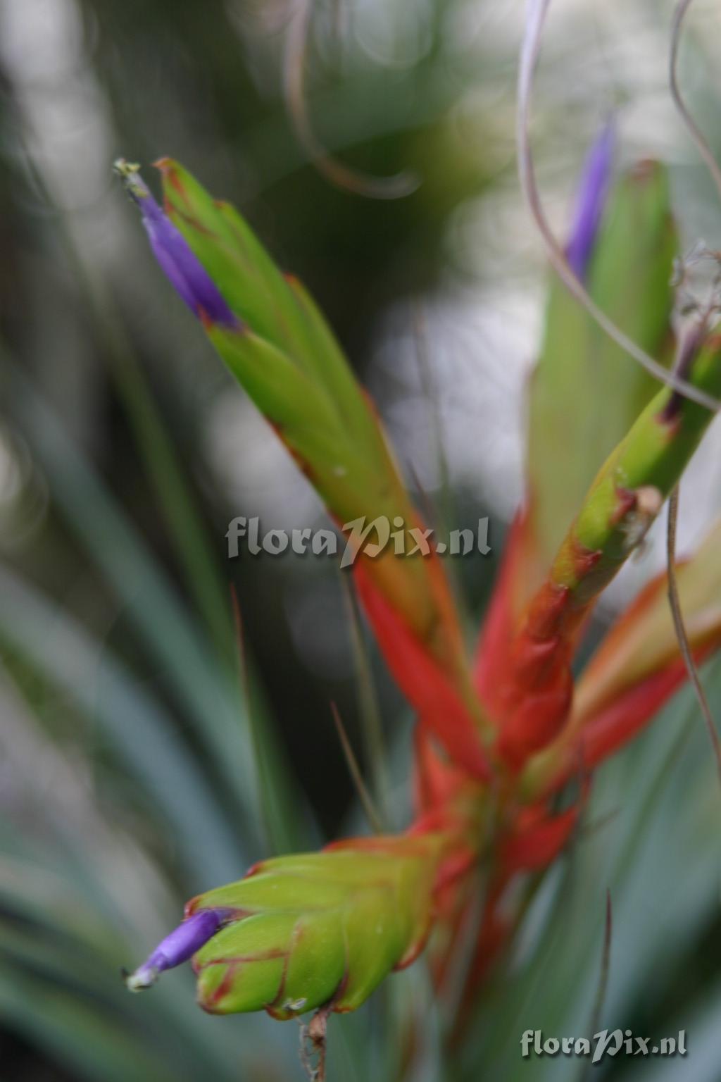 Tillandsia fasciculata