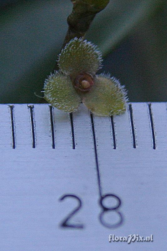 Stelis itatiyae