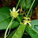 Passiflora sp. Passifloraceae