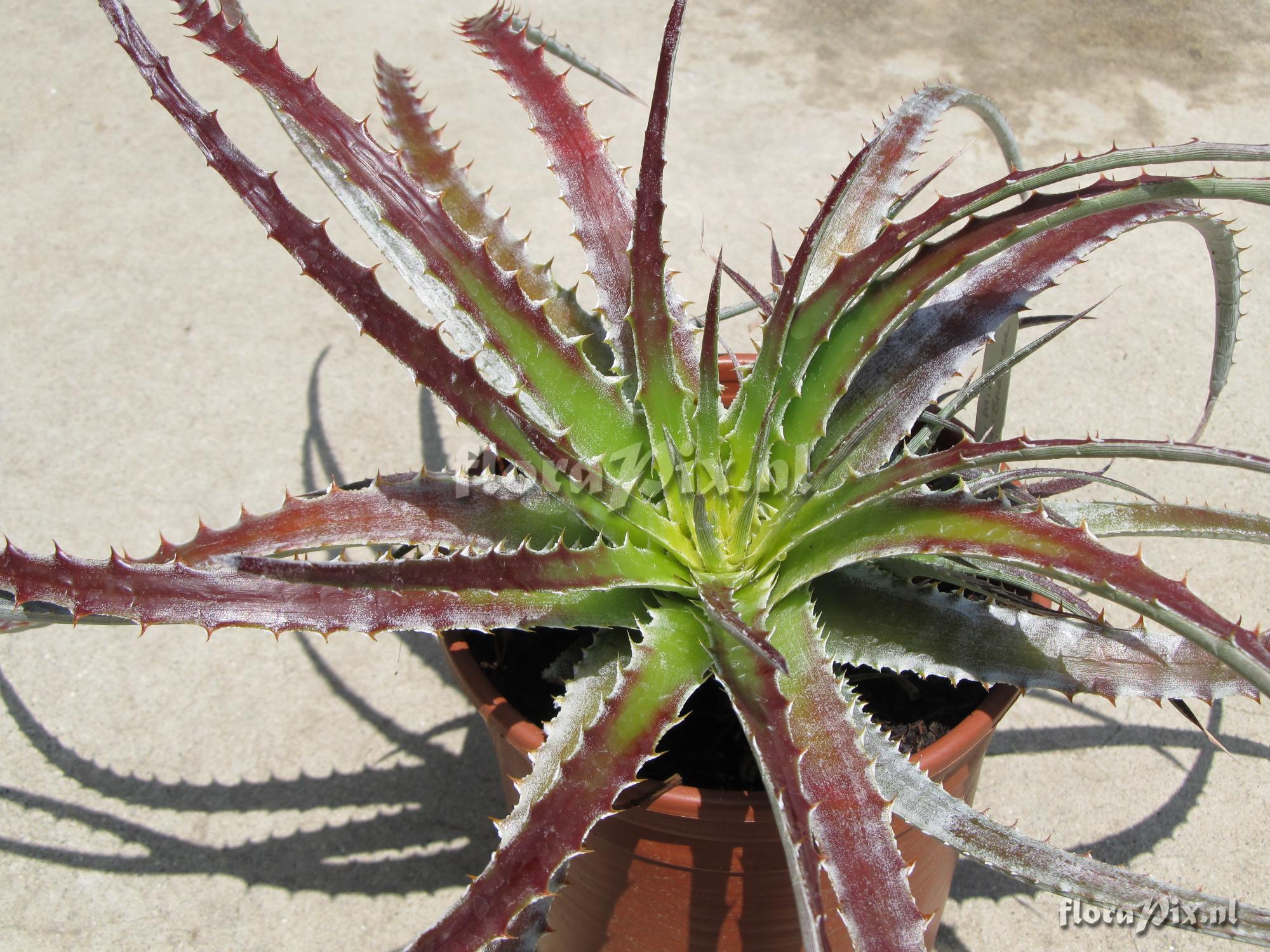 Hechtia 