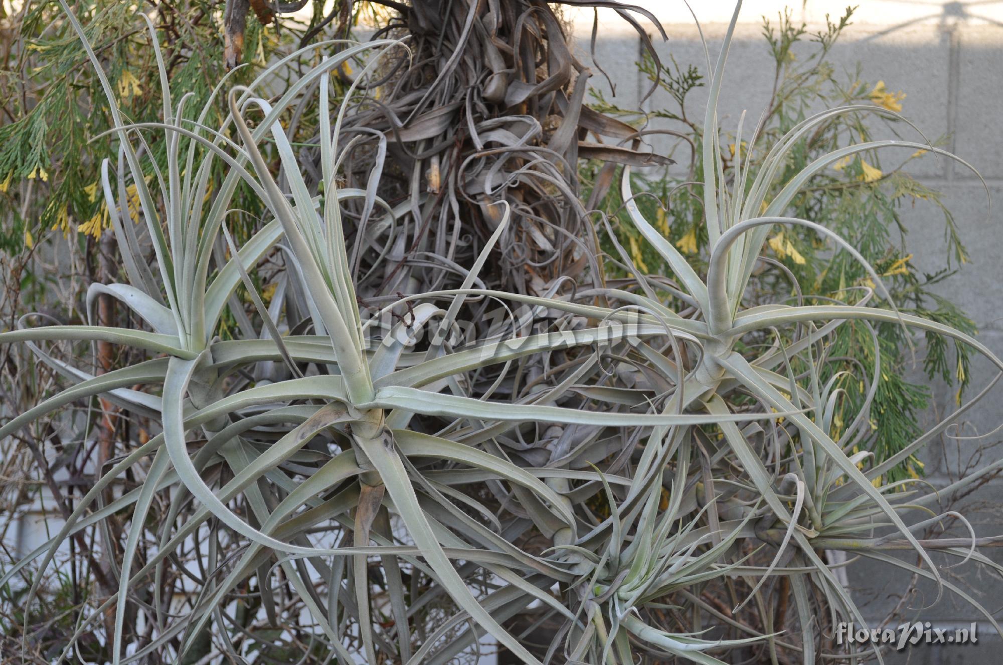 Tillandsia duratii