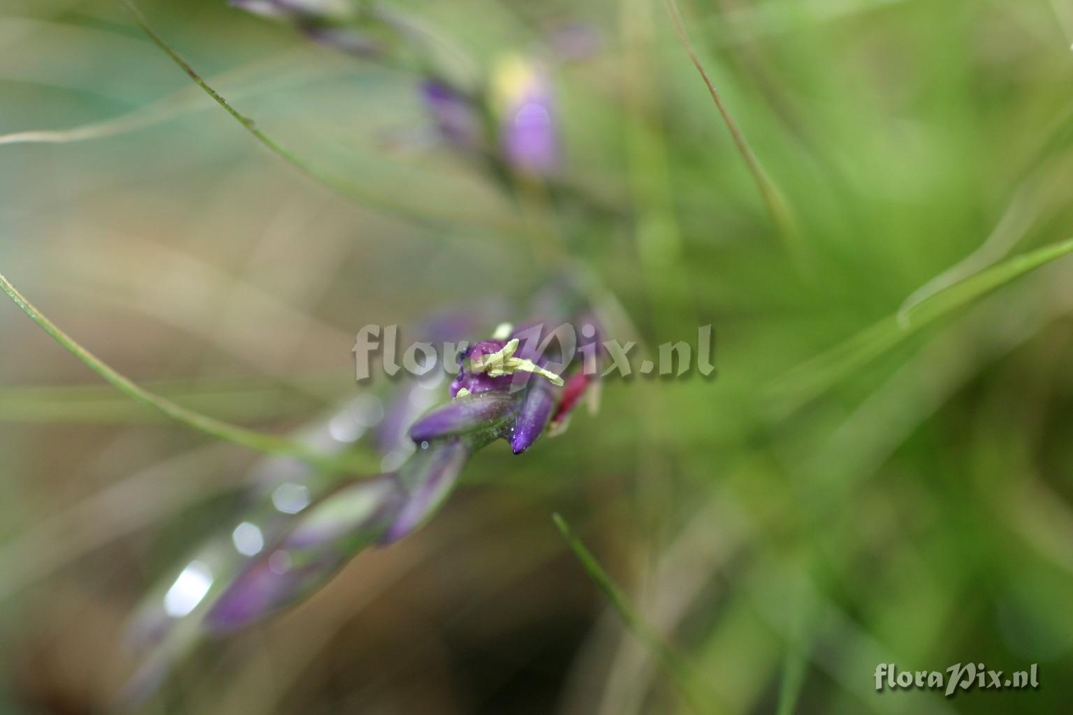 Tillandsia filifolia