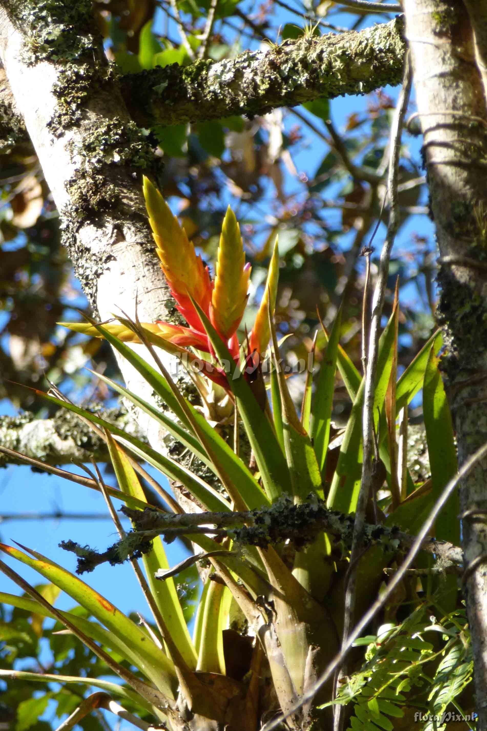 Tillandsia ?