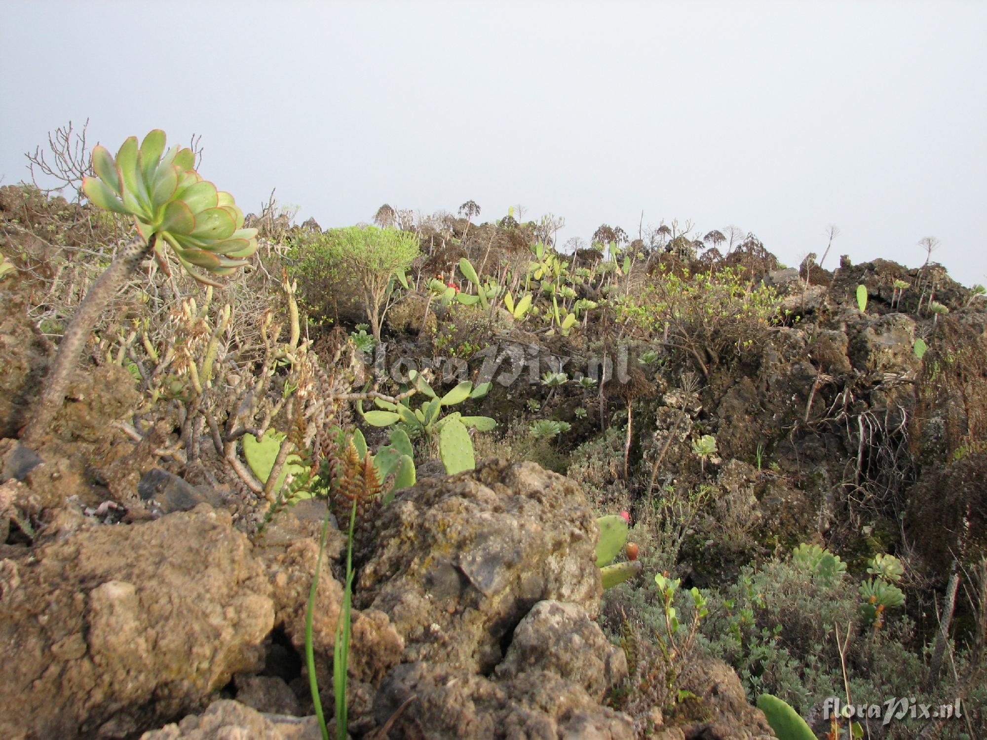 Aeonium urbicum