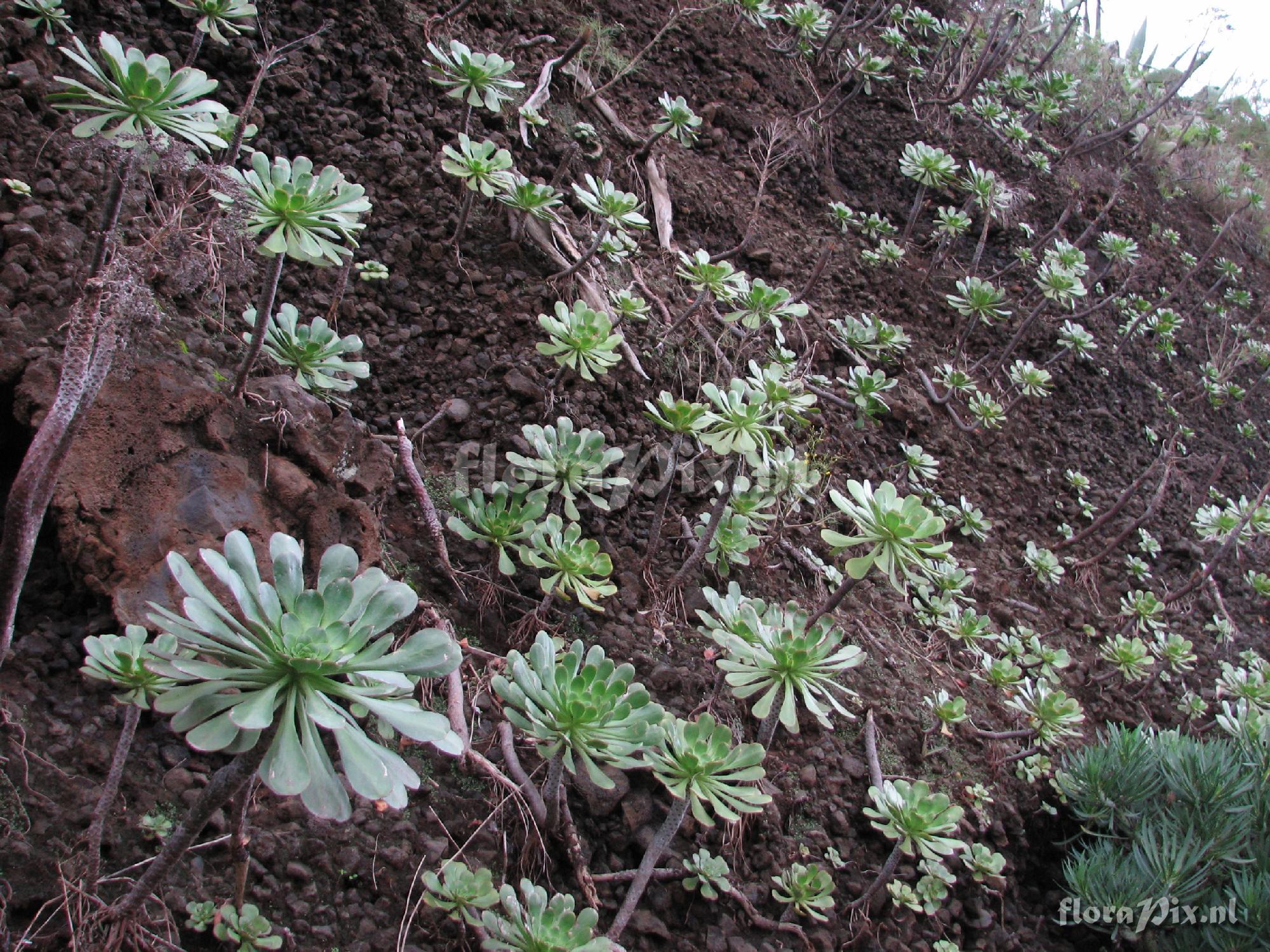 Aeonium urbicum