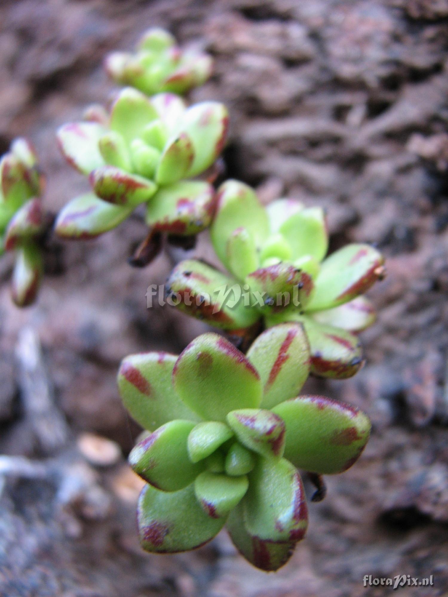 Aeonium sedifolium