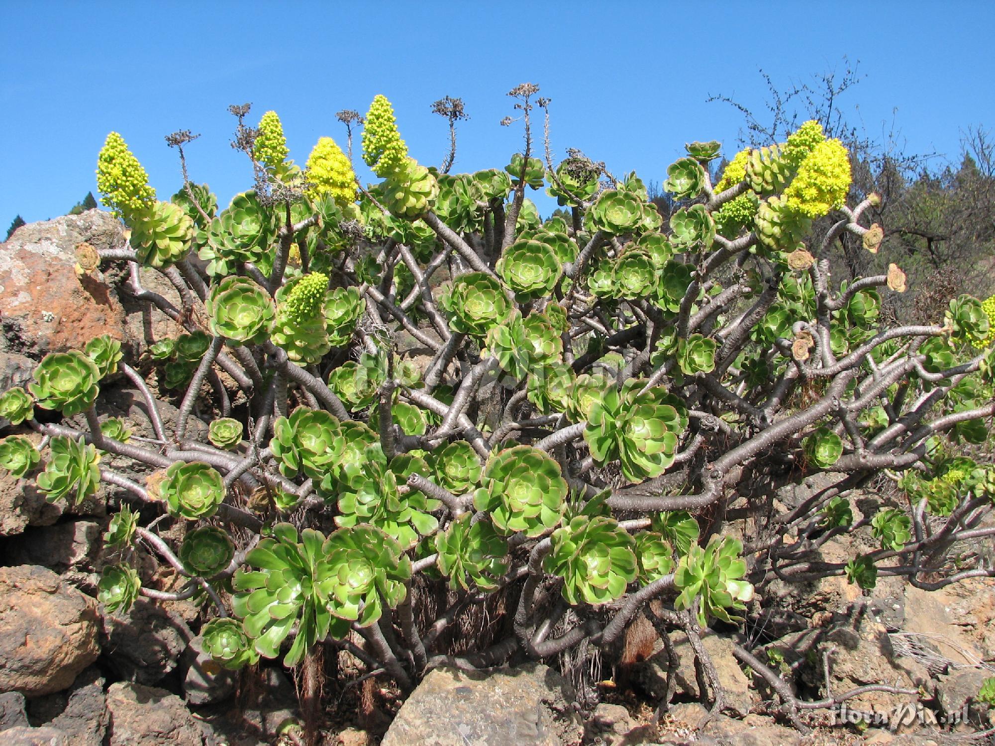 Aeonium holochrysum