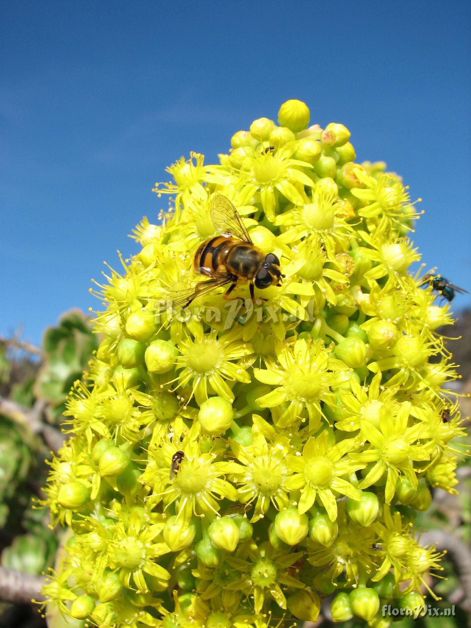 Aeonium holochrysum