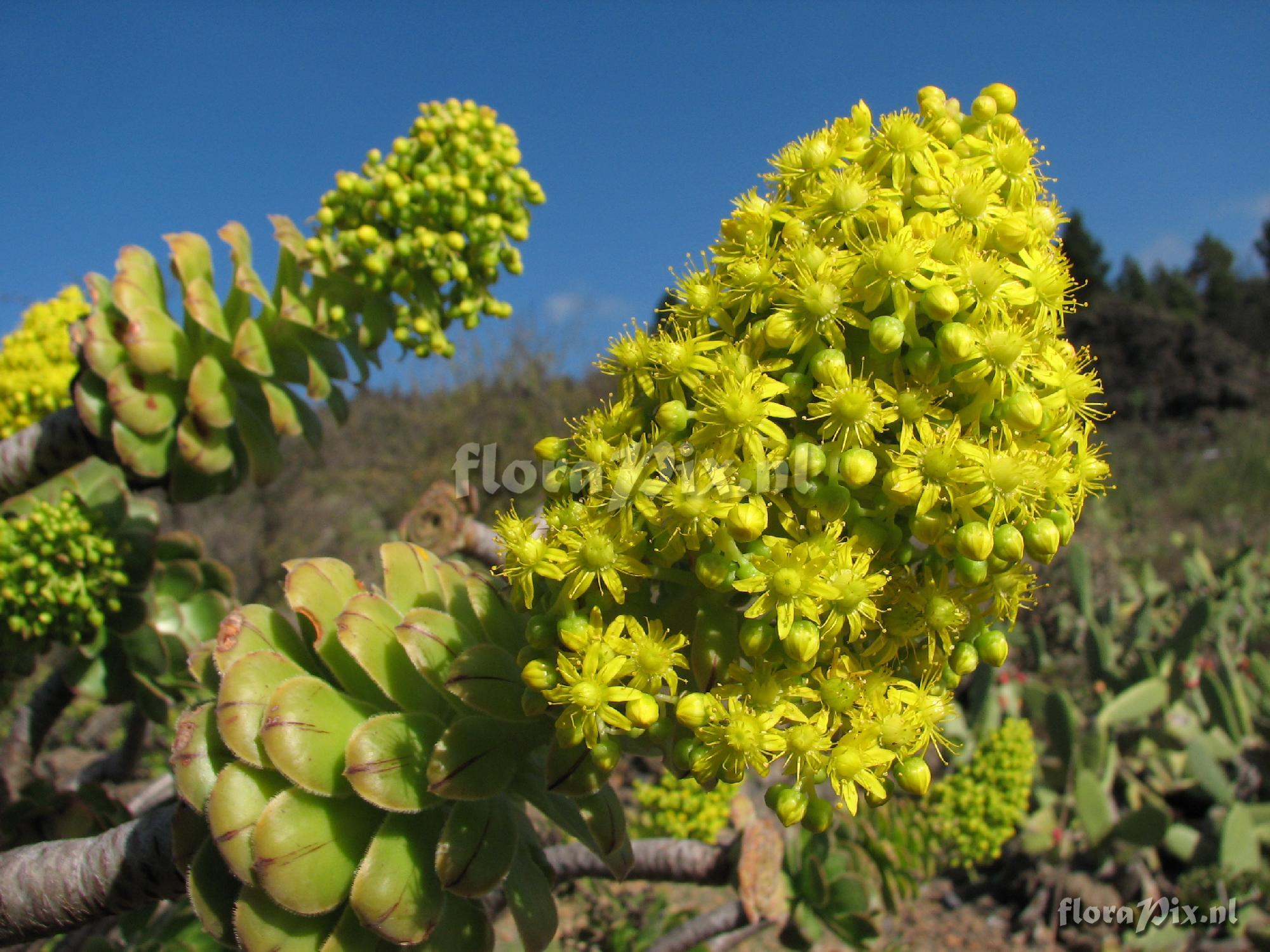 Aeonium holochrysum