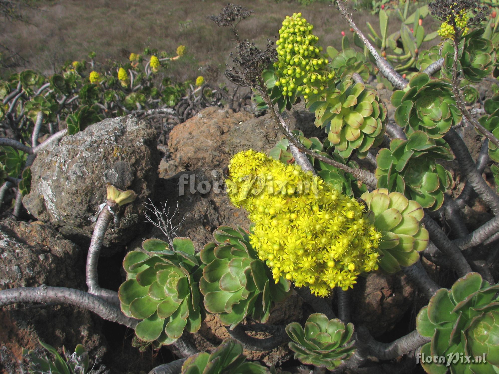 Aeonium holochrysum