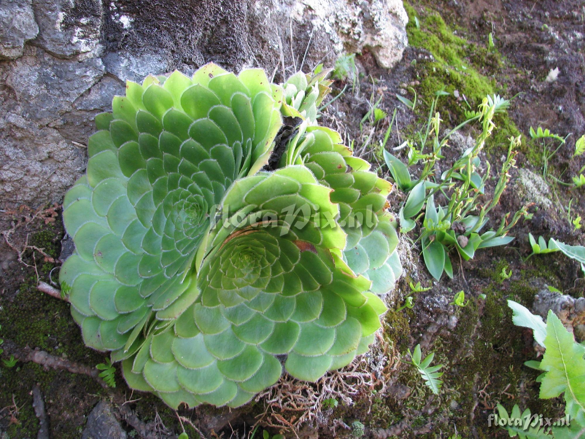 Aeonium tabuliforme