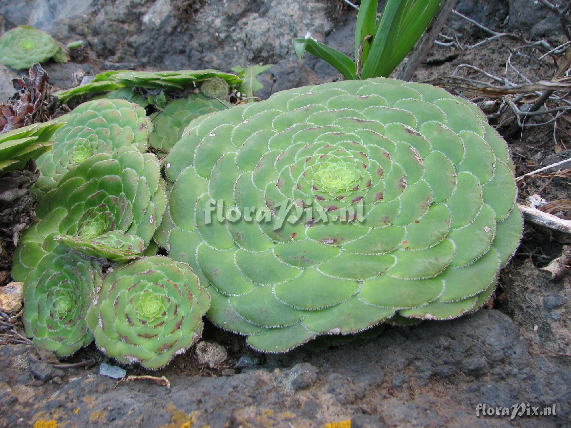 Aeonium tabuliforme