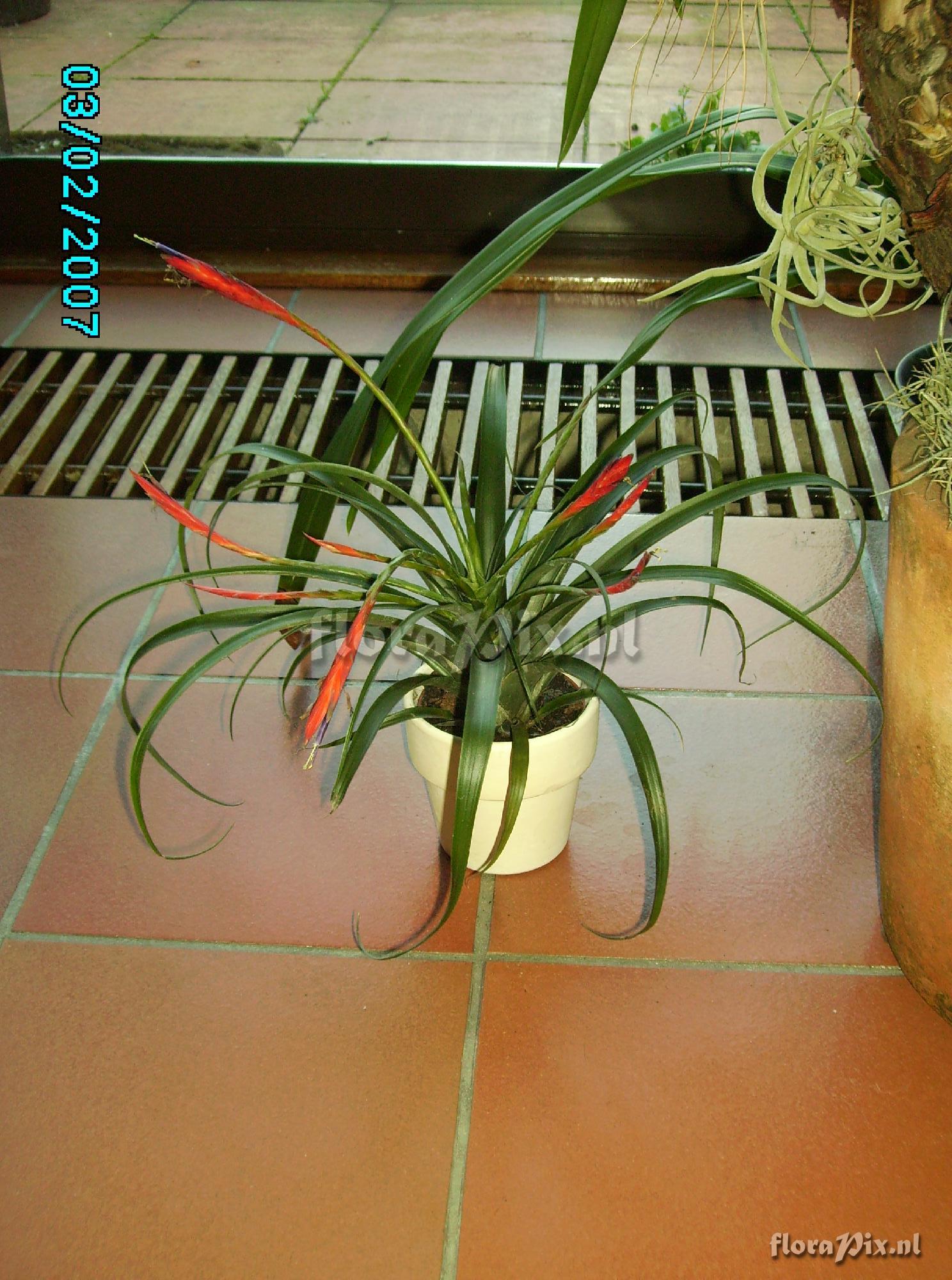 Tillandsia flabellata