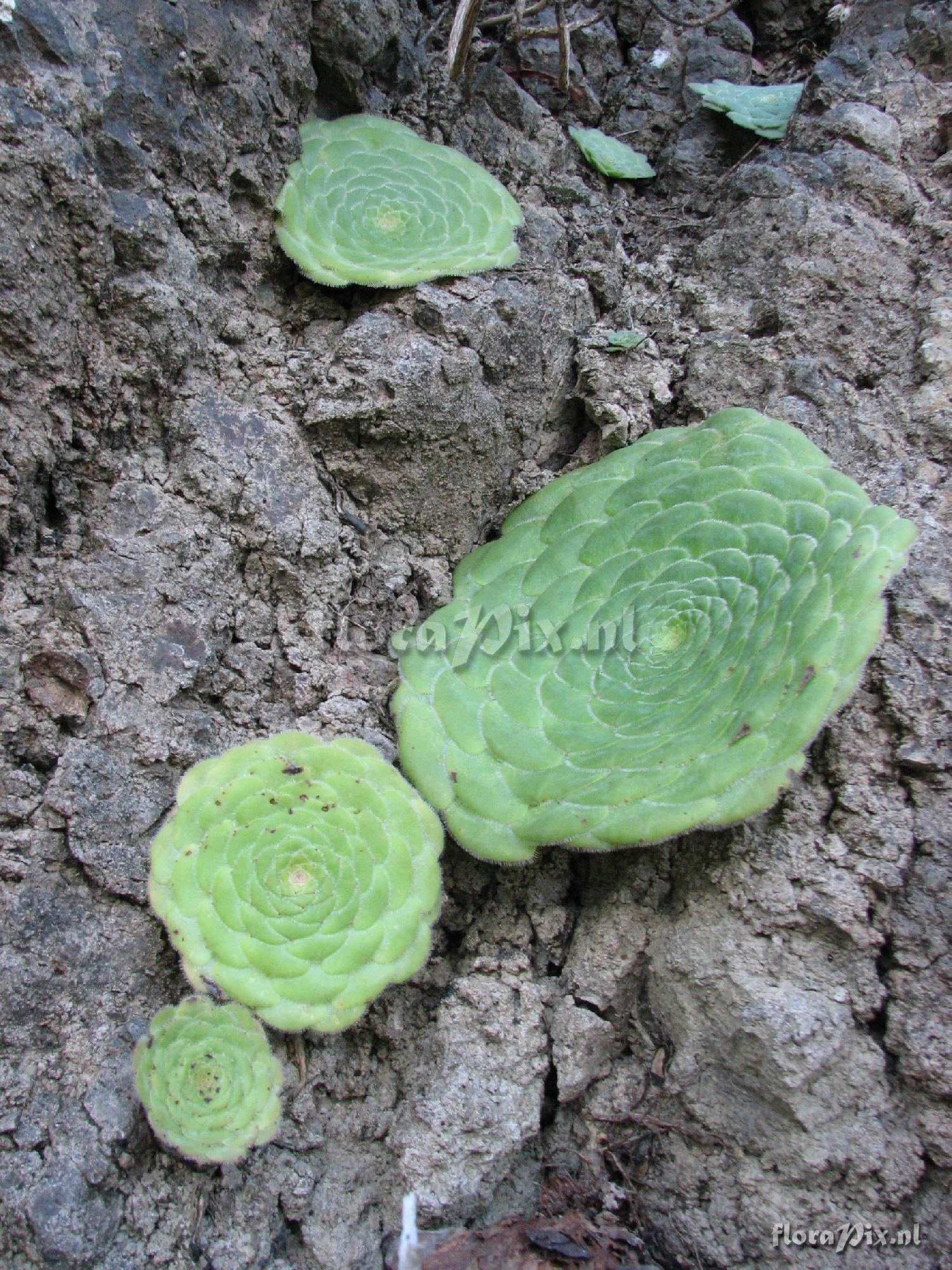 Aeonium tabuliforme