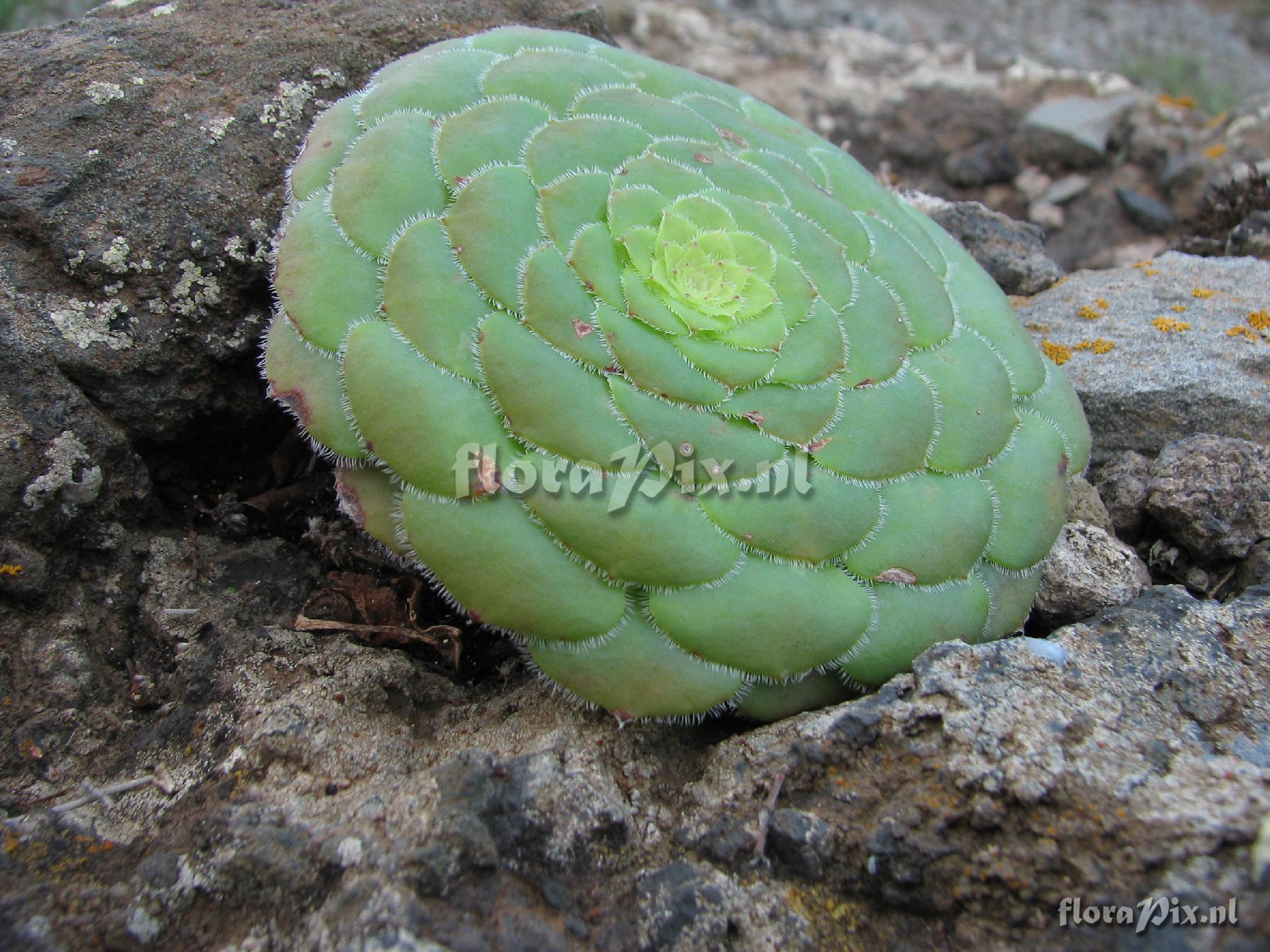 Aeonium tabuliforme