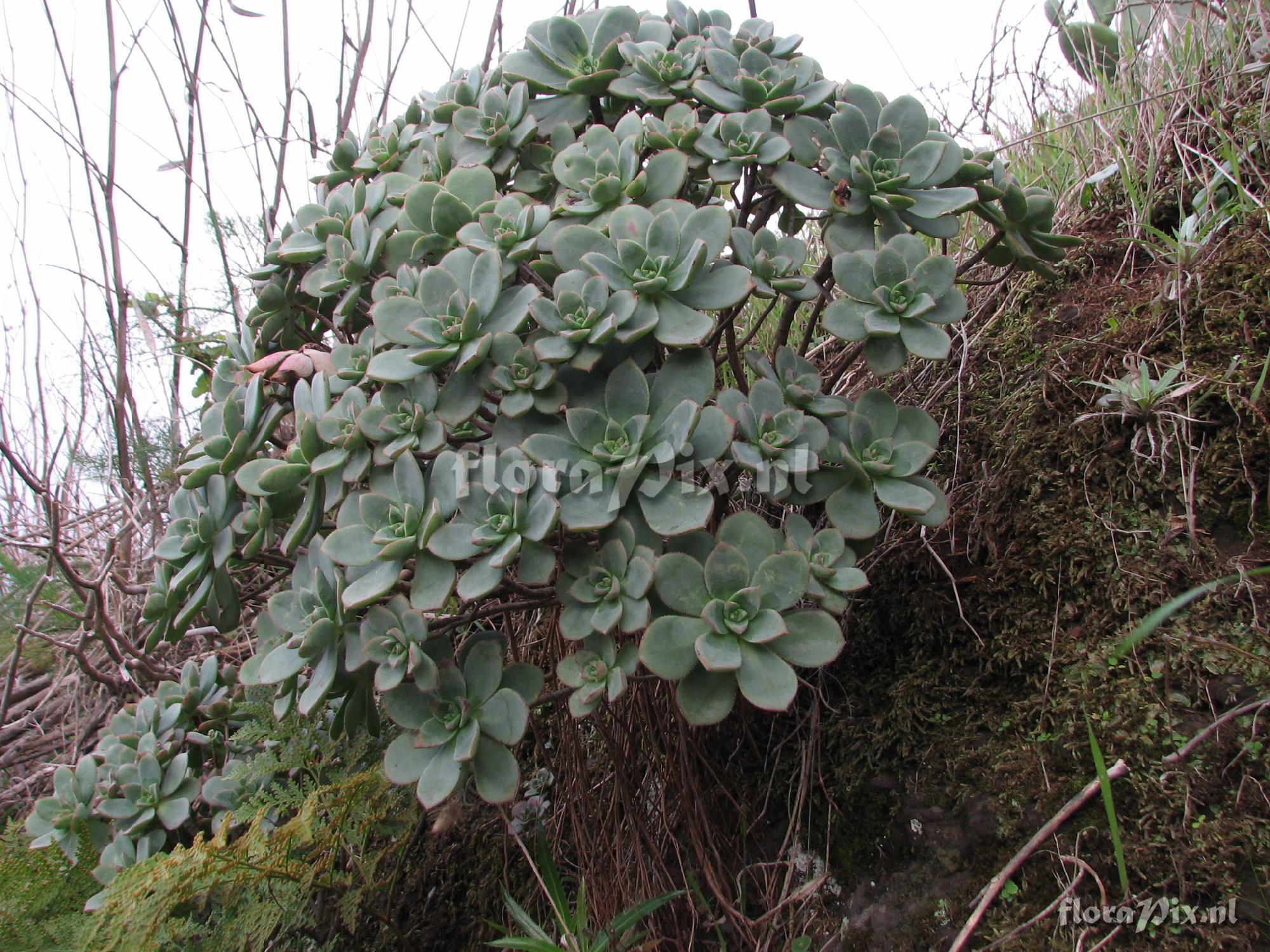 Aeonium haworthii