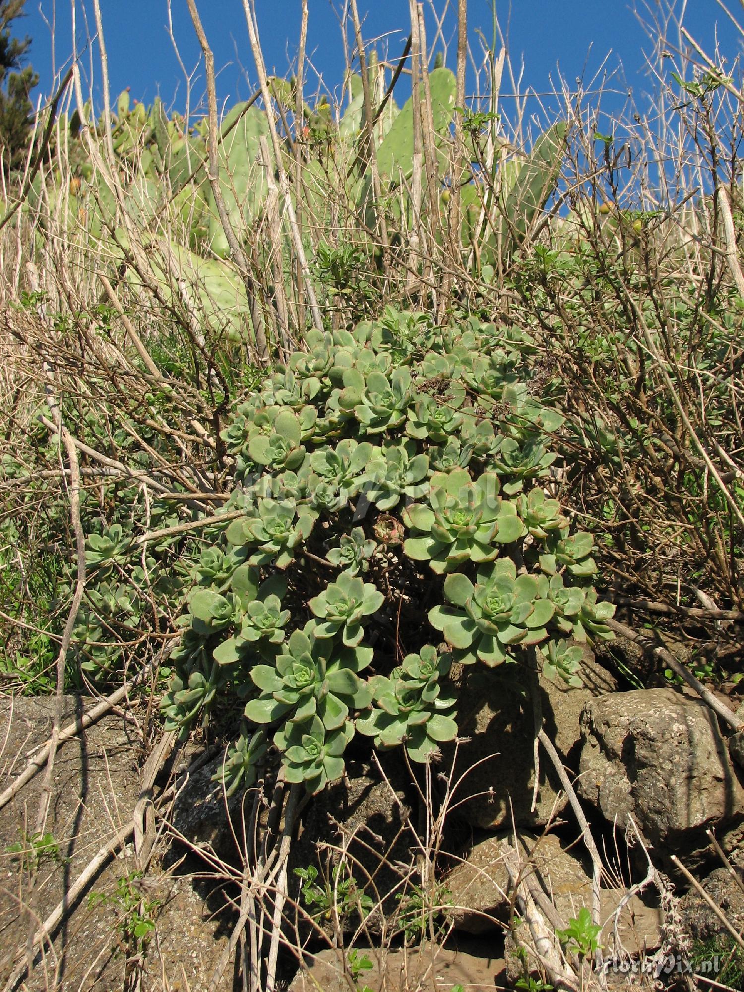 Aeonium haworthii