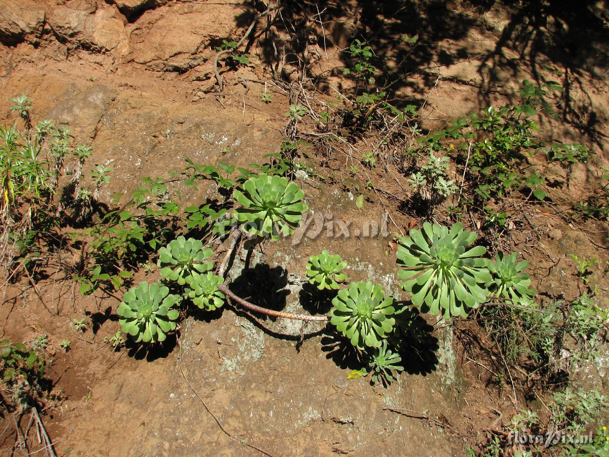 Aeonium ciliatum