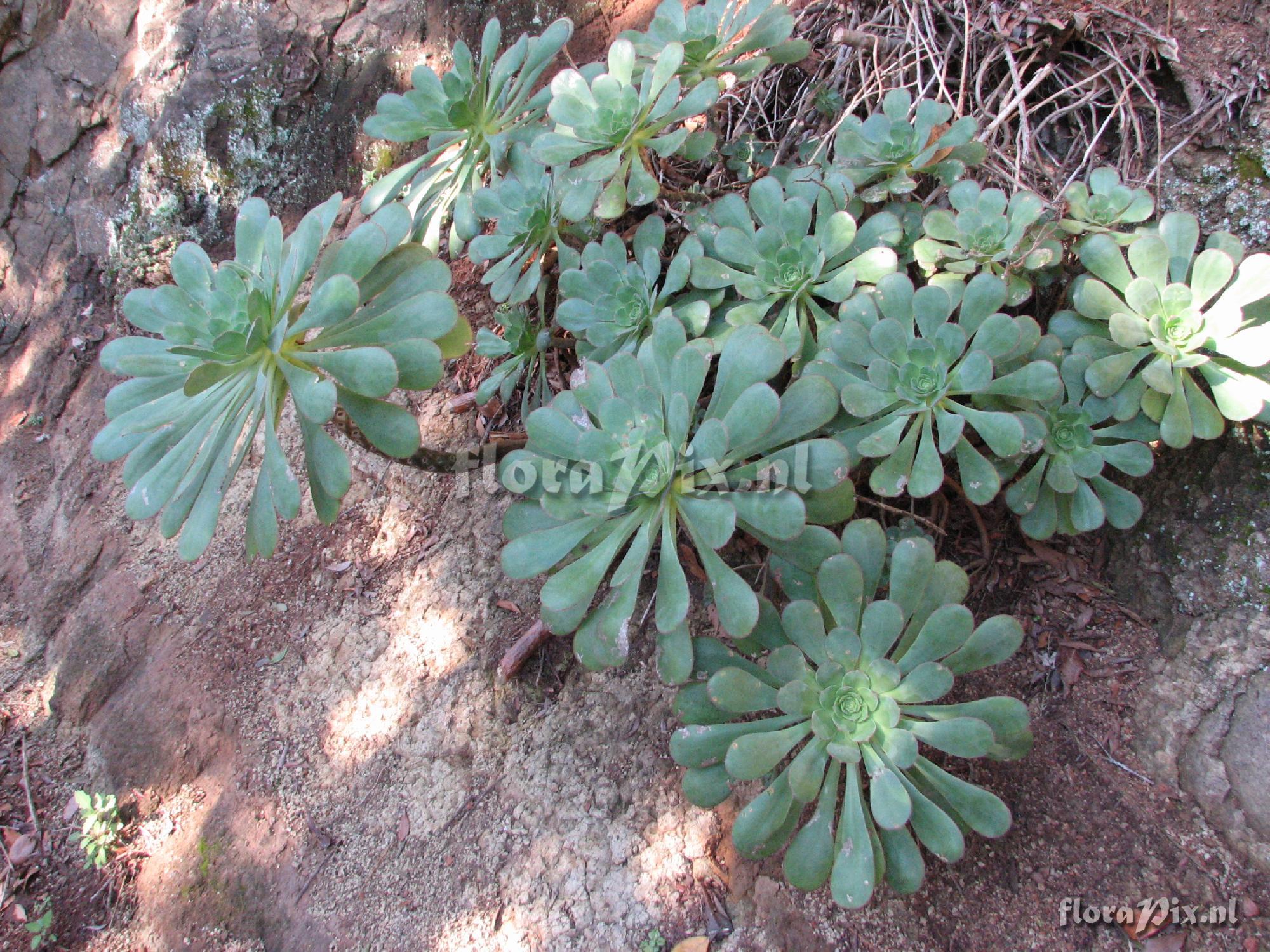 Aeonium ciliatum